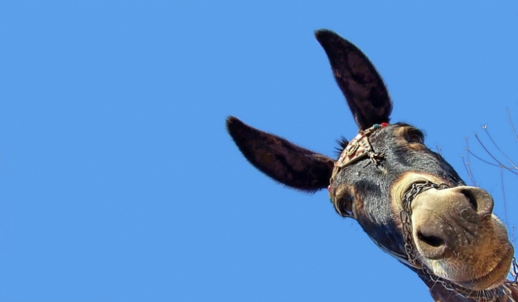 A estupidificação da nação