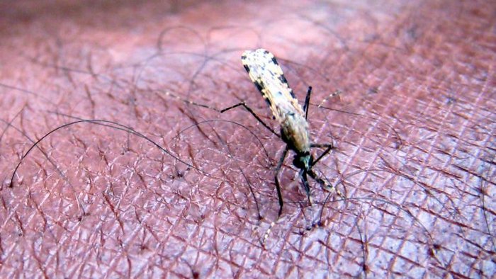 Cabo Verde sem casos autóctones de malária desde janeiro