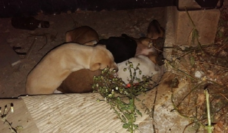 Abate de cães. MCCR demarca-se da “conotação partidária” e condena afirmações do vereador da câmara