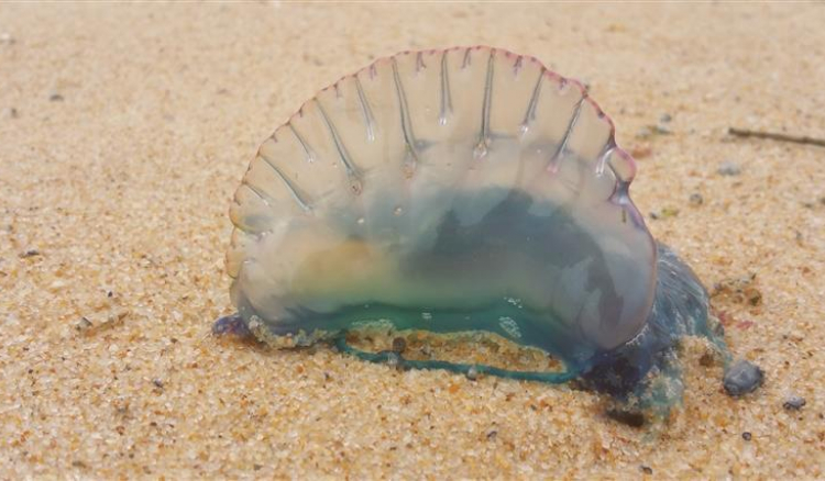Caravelas-portuguesas dão à costa em Cabo Verde