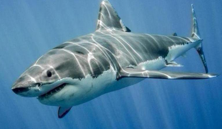 Estudo inédito quer caracterizar zonas de berçário de tubarões em Cabo Verde