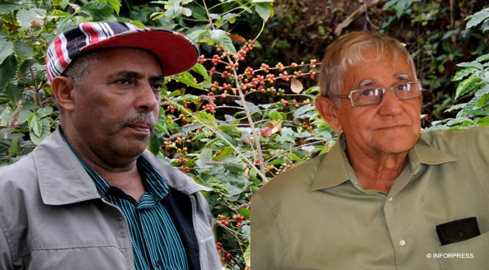 Fogo. Produção de café é pior do que no ano passado