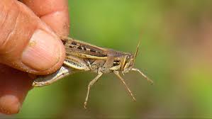 Militares no terreno a combater praga do gafanhoto